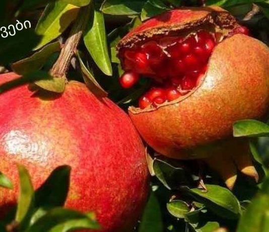 ბროწეულის კანი: სასარგებლო თვისებები, გამოყენება და უკუჩვენებები