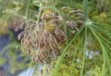 ეს ყველა დიასახლისმა უნდა იცოდეს.კამა თესლი: სამკურნალო თვისებები და უკუჩვენებები