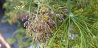 ეს ყველა დიასახლისმა უნდა იცოდეს.კამა თესლი: სამკურნალო თვისებები და უკუჩვენებები