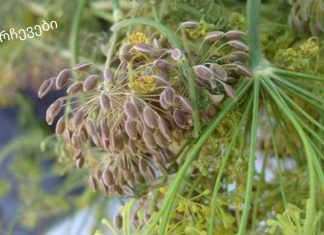 ეს ყველა დიასახლისმა უნდა იცოდეს.კამა თესლი: სამკურნალო თვისებები და უკუჩვენებები