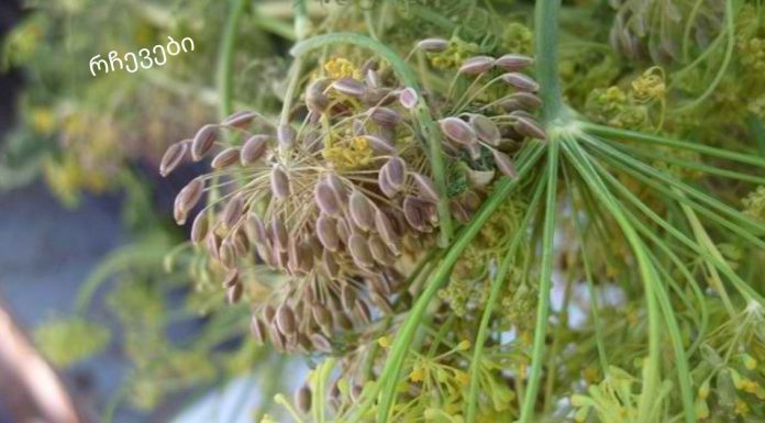 ეს ყველა დიასახლისმა უნდა იცოდეს.კამა თესლი: სამკურნალო თვისებები და უკუჩვენებები