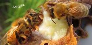 სამეფო ჟელე ფუტკარი: თვისებები, გამოყენება