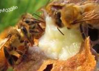 სამეფო ჟელე ფუტკარი: თვისებები, გამოყენება