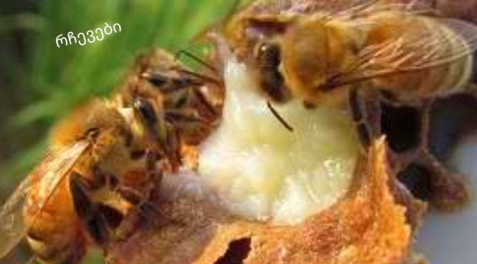 სამეფო ჟელე ფუტკარი: თვისებები, გამოყენება