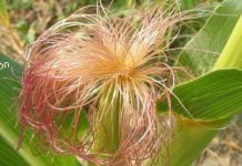 სიმინდის სტიგმები: სამკურნალო თვისებები, გამოყენება და უკუჩვენებები