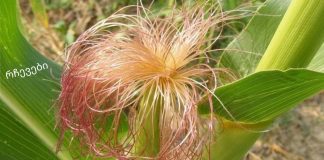 სიმინდის სტიგმები: სამკურნალო თვისებები, გამოყენება და უკუჩვენებები