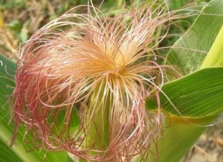 სიმინდის სტიგმები: სამკურნალო თვისებები, გამოყენება და უკუჩვენებები