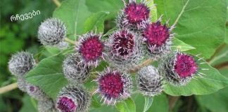 ბურდოკის ფესვი: სამკურნალო თვისებები და უკუჩვენებები