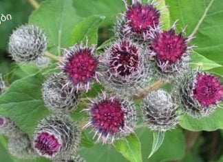 ბურდოკის ფესვი: სამკურნალო თვისებები და უკუჩვენებები