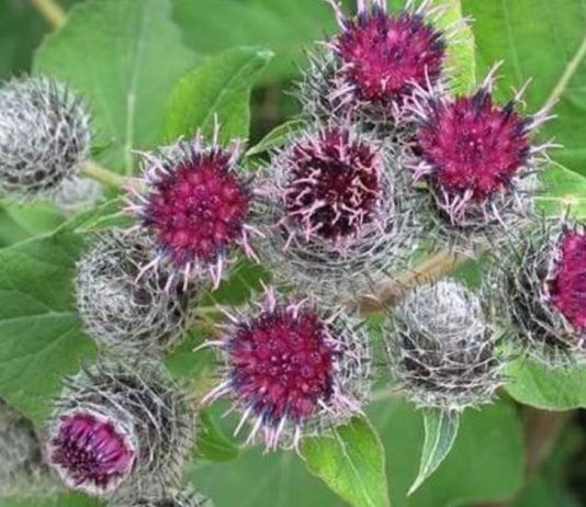 ბურდოკის ფესვი: სამკურნალო თვისებები და უკუჩვენებები