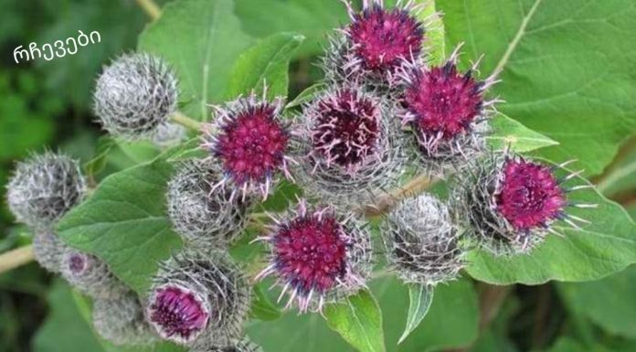 ბურდოკის ფესვი: სამკურნალო თვისებები და უკუჩვენებები