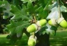 მუხის ქერქი: სამკურნალო თვისებები და უკუჩვენებები