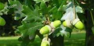 მუხის ქერქი: სამკურნალო თვისებები და უკუჩვენებები