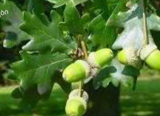 მუხის ქერქი: სამკურნალო თვისებები და უკუჩვენებები