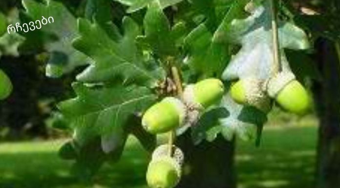 მუხის ქერქი: სამკურნალო თვისებები და უკუჩვენებები