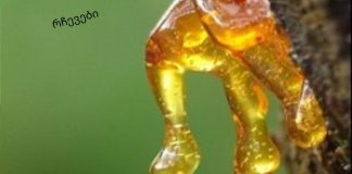 ფისი – კედარის სამკურნალო ფისი, კედარის ფისის გამოყენება