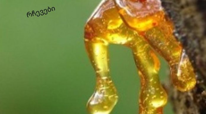 ფისი – კედარის სამკურნალო ფისი, კედარის ფისის გამოყენება