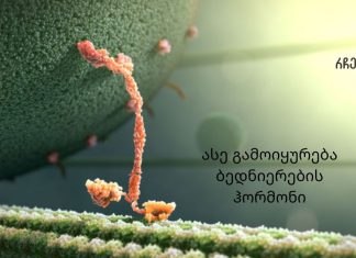 თუ გინდათ იყოთ ყოველთვის ბედნიერი ისწავლეთ თუ რა უნდა გააკეთოთ ოქსიტოცინის დონის გასაზრდელად.