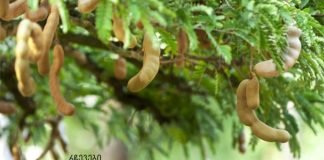 ყურადღება! ამ ძლიერ ხილს შეუძლია დიაბეტის, სახსრების, გულის პრობლემების და თმის ცვენის მკურნალობა!