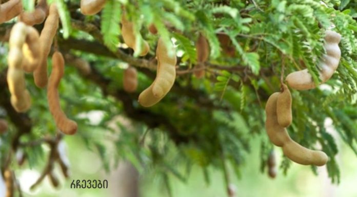 ყურადღება! ამ ძლიერ ხილს შეუძლია დიაბეტის, სახსრების, გულის პრობლემების და თმის ცვენის მკურნალობა!