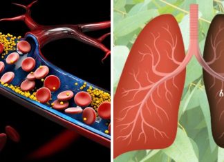 9 მცენარე და ბალახი, რომელიც აღადგენს დაზიანებულ ფილტვებს, ებრძვის ინფექციებს და აძლიერებს ფილტვების ჯანმრთელობას