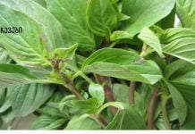 ჩაი ასთმის, ბრონქიტის, რევმატიზმის, ინფექციების და სხვა მრავალი დაავადების სამკურნალოდ!