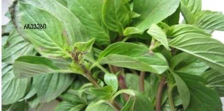 ჩაი ასთმის, ბრონქიტის, რევმატიზმის, ინფექციების და სხვა მრავალი დაავადების სამკურნალოდ!