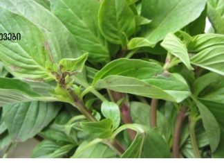 ჩაი ასთმის, ბრონქიტის, რევმატიზმის, ინფექციების და სხვა მრავალი დაავადების სამკურნალოდ!