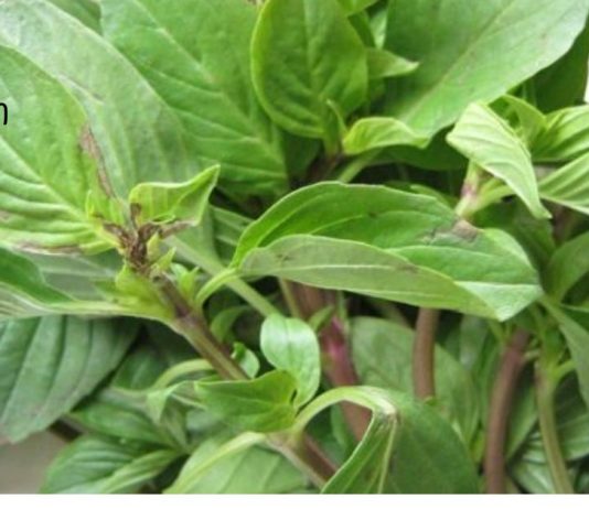 ჩაი ასთმის, ბრონქიტის, რევმატიზმის, ინფექციების და სხვა მრავალი დაავადების სამკურნალოდ!