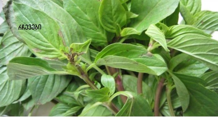 ჩაი ასთმის, ბრონქიტის, რევმატიზმის, ინფექციების და სხვა მრავალი დაავადების სამკურნალოდ!