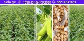 პროდუქტები, რომლებიც შეიცავს ქალის ახალგაზრდობის ჰორმონს, ყველასთვის ხელმისაწვდომია!