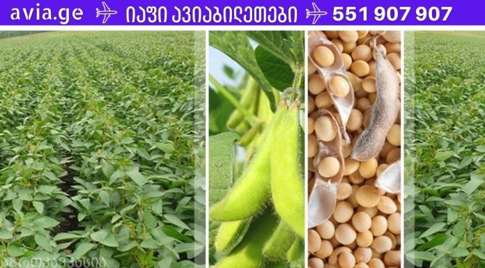 პროდუქტები, რომლებიც შეიცავს ქალის ახალგაზრდობის ჰორმონს, ყველასთვის ხელმისაწვდომია!