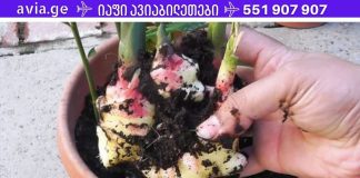 ადამიანების 4 ჯგუფი, რომლებმაც არასდროს არ უნდა მიირთვან ჯანჯაფილი! ეს შეიძლება იყოს ძალიან საშიში!