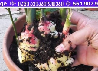 ადამიანების 4 ჯგუფი, რომლებმაც არასდროს არ უნდა მიირთვან ჯანჯაფილი! ეს შეიძლება იყოს ძალიან საშიში!