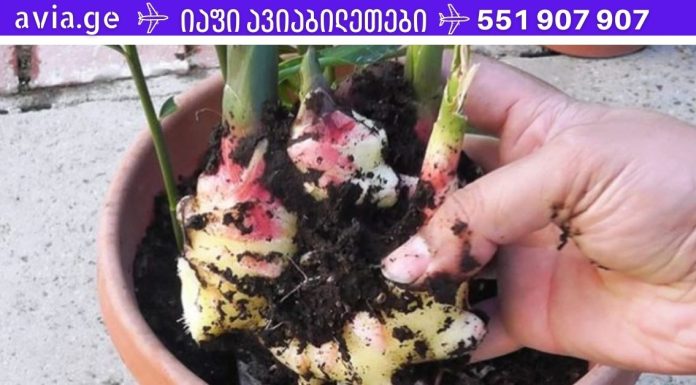 ადამიანების 4 ჯგუფი, რომლებმაც არასდროს არ უნდა მიირთვან ჯანჯაფილი! ეს შეიძლება იყოს ძალიან საშიში!