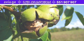 ეს „გაანადგურებს“ პროსტატიტს 1 ღამეში! Სსაუკეთესო საშუალება