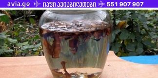 სასწაულმოქმედი სამკურნალო ნაყენი კაკლის ტიხრებისგან!