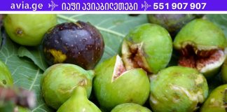 დაემშვიდობეთ ხერხემლის, ზურგისა და ფეხების ტკივილს ამ ბუნებრივი საშუალების გამოყენებით!