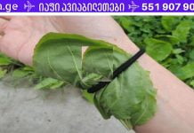 ეს მცენარე განკურნავს ბუასილს, შეამცირებს შაქარს და ცუდ ქოლესტერინს, მოგიხსნით ნაწიბურებს.