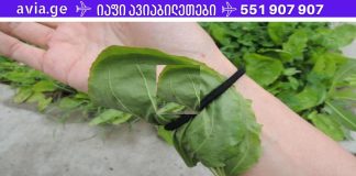 ეს მცენარე განკურნავს ბუასილს, შეამცირებს შაქარს და ცუდ ქოლესტერინს, მოგიხსნით ნაწიბურებს.