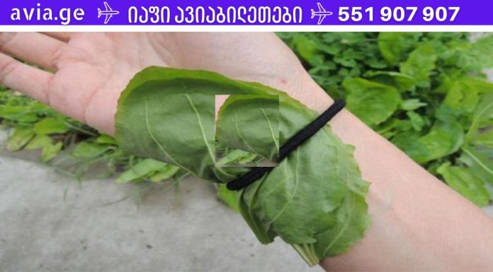 ეს მცენარე განკურნავს ბუასილს, შეამცირებს შაქარს და ცუდ ქოლესტერინს, მოგიხსნით ნაწიბურებს.