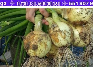 ყველაზე ძლიერი ბუნებრივი საშუალება: აუმჯობესებს მეხსიერებას 80%-ით, მხედველობასა და სმენას