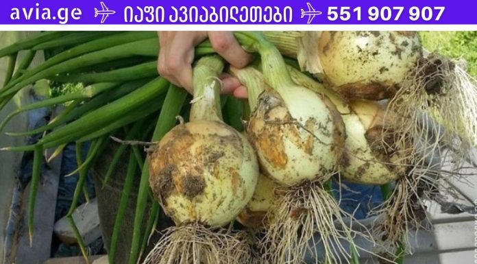 ყველაზე ძლიერი ბუნებრივი საშუალება: აუმჯობესებს მეხსიერებას 80%-ით, მხედველობასა და სმენას