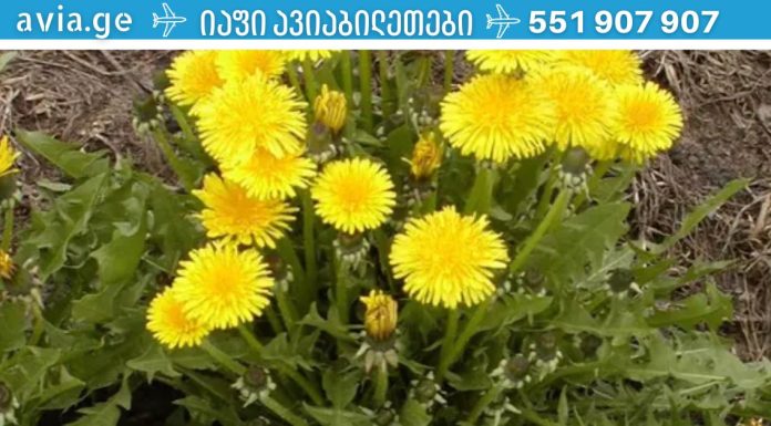 ნებისმიერ ბაღში ნაპოვნი ამ ბალახის მხოლოდ ერთ ფოთოლს შეუძლია გადაარჩინოს თქვენი სიცოცხლე წუთში, მაგრამ მხოლოდ რამდენიმე ადამიანმა იცის მისი გამოყენება.