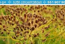 პანკრეასის მკურნალობა ხალხური მეთოდებით. რასაც არცერთი ექიმი არ გეტყვის!