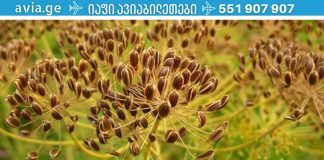 პანკრეასის მკურნალობა ხალხური მეთოდებით. რასაც არცერთი ექიმი არ გეტყვის!