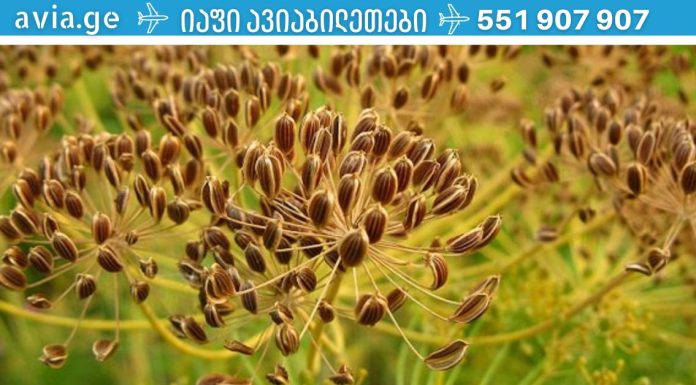 პანკრეასის მკურნალობა ხალხური მეთოდებით. რასაც არცერთი ექიმი არ გეტყვის!