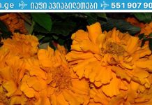 სენსაცია! ეს უნიკალური ჩაი აღადგენს პანკრეასის მუშაობას და განკურნავს დიაბეტს!