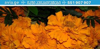 სენსაცია! ეს უნიკალური ჩაი აღადგენს პანკრეასის მუშაობას და განკურნავს დიაბეტს!