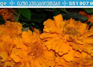 სენსაცია! ეს უნიკალური ჩაი აღადგენს პანკრეასის მუშაობას და განკურნავს დიაბეტს!